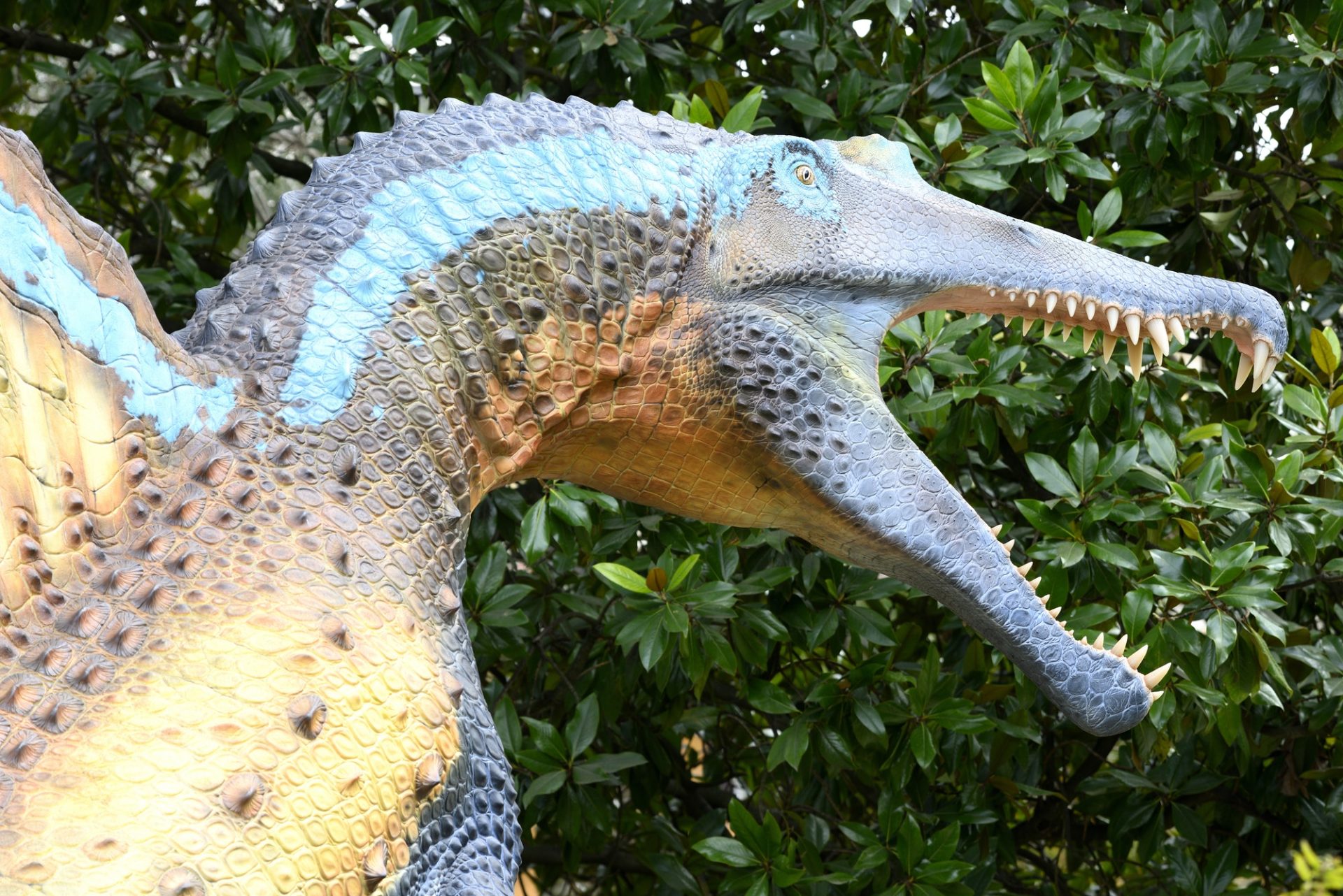 Reconstruction of Spinosaurus in outdoor exhibition